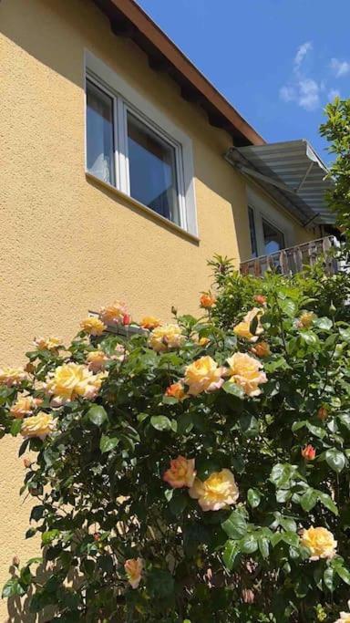 Duesseldorf Messe And Airport, 2-Bedroom Apartment With Kitchen And Garden Дуйсбург Екстериор снимка